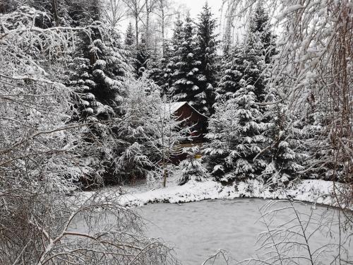 a snow covered forest with trees and a pond at Pensiunea Ionela in Zemeş