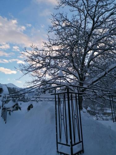a tree in the snow next to a bird feeder at Ferienwohnungen Angermaier in Flattach