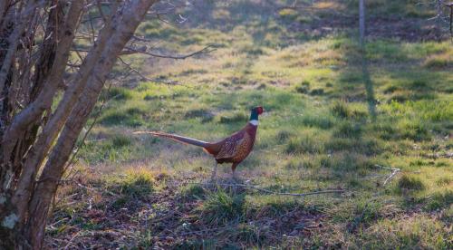 a bird standing in a field next to a tree at Podere Piandicava in Castelnuovo di Val di Cecina