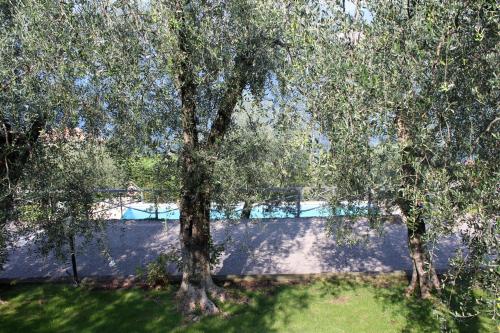 a tree in front of a swimming pool at Appartamento Venzo in Brenzone sul Garda