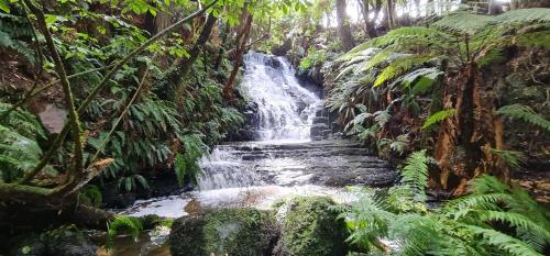 a waterfall in the middle of a jungle at Mohua Park - Catlins Eco Accommodation in Owaka