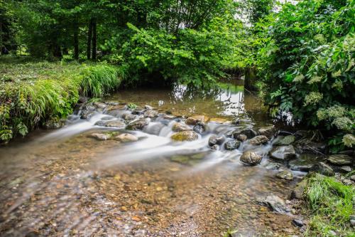 a stream in the middle of a forest at B&B Alla Roggetta in Cremella