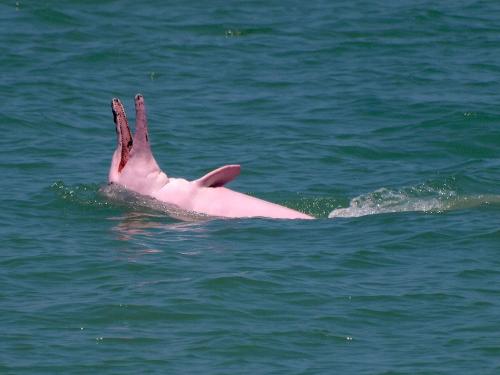 a pink duck swimming in the water at Khanom Beach Residence Monthly Rental Condo in Khanom