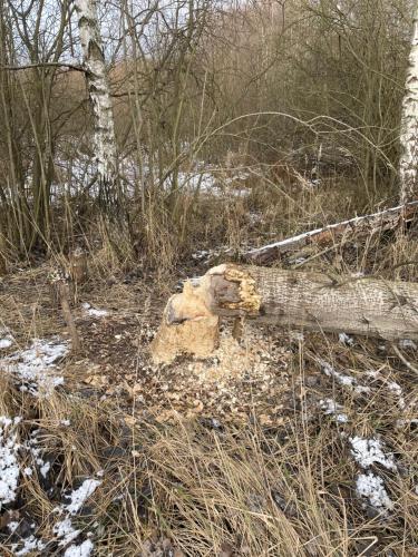 a log laying on the ground in the woods at Agro na Wapniarni in Białla
