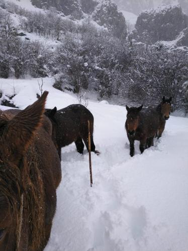 a group of horses standing in the snow at Casa Rural el Enebral en Potes Picos de Euopa in Colio
