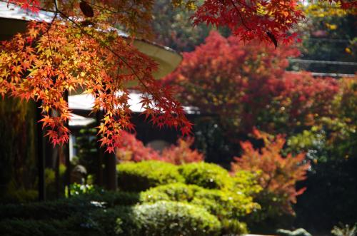 a group of trees with red leaves in a garden at Iwasu-so in Nakatsugawa
