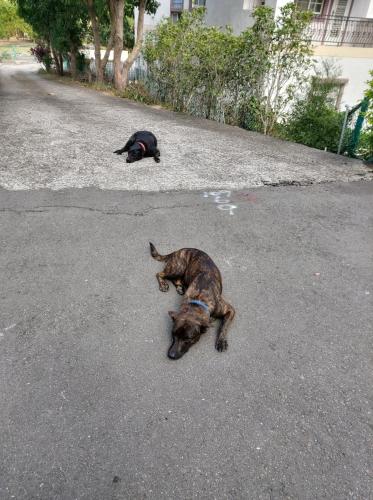 Domácí mazlíčci ubytovaní s hosty v ubytování 遇見台灣百合民宿