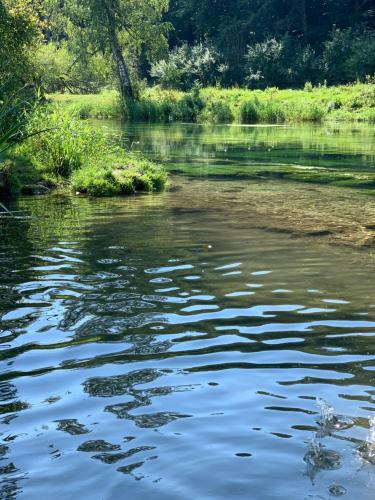 a body of water with trees and grass at Hotel-Gasthof zur Linde in Langenau