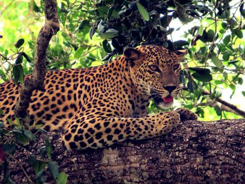 a leopard laying on a branch of a tree at Mahoora Yala - by Eco Team in Yala