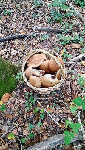 Φωτογραφία από το άλμπουμ του B&B Leofreni Natura σε Leofreni
