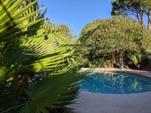 une grande plante verte à côté d'une piscine dans l'établissement Mazet de L'Amandari, au Plan-de-la-Tour