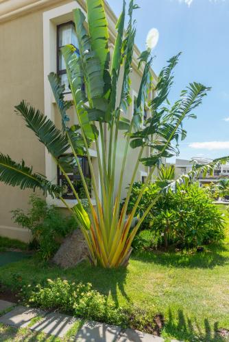 a palm tree in front of a building at Villasun Luxury Apartments & Villas in Flic-en-Flac