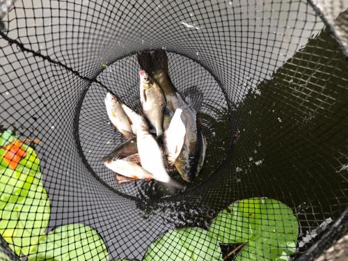 a bunch of fish in a basket in a cage at BORYSÓWKA in Kopanica