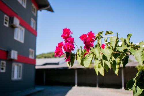 a plant with red flowers in front of a building at Hotel Palugi in Joinville