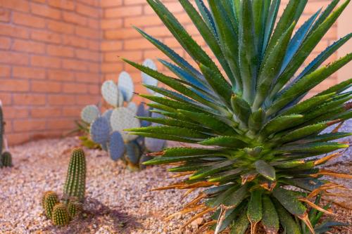 a green plant sitting next to a brick wall at Clarion Inn in Sierra Vista