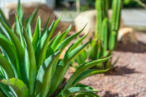 a plant with green leaves in a garden at Clarion Inn in Sierra Vista