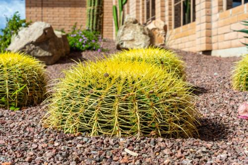a group of green plants in a garden at Clarion Inn in Sierra Vista