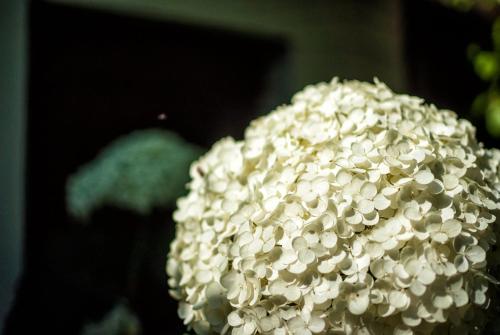a close up of a white flower at Lapieve in Scalenghe