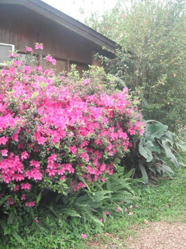 a bush of pink flowers in front of a house at Hosteria Helvecia in Montecarlo