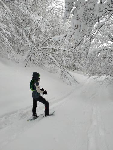a person on skis in the snow next to trees at Hotel Bristol in Fiumalbo