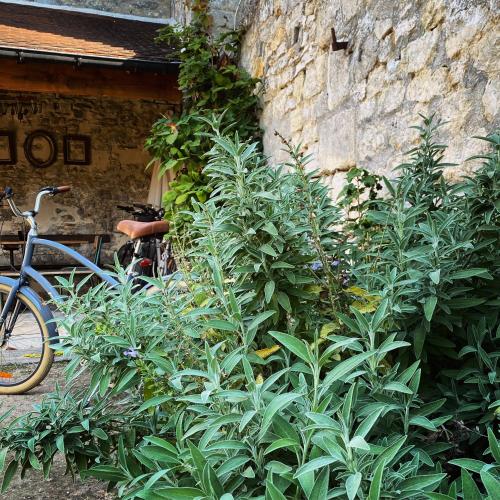 a bike parked next to a wall with plants at Fab House - Les Maisons Fabuleuses in Senlis