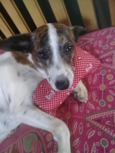 a brown and white dog laying on a bed at Vyzuh in Vale do Capao