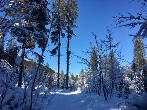 a path through the snow covered trees on a trail at Oberrainbauer in Kleinarl
