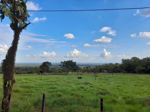 a field of green grass with a tree in the foreground at Hospedaje Rural Amanecer Llanero in Restrepo
