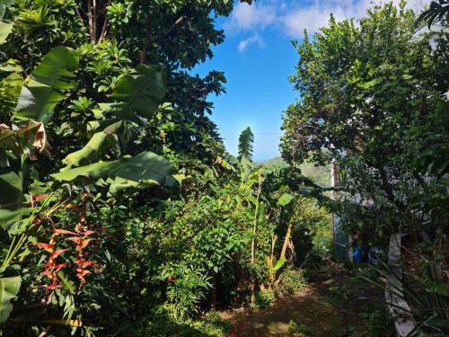 a forest of trees with a blue sky in the background at Peaceful House in Vieux-Habitants
