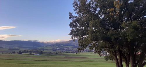 a tree in a green field with mountains in the background at Gasthof Zum Wirt Ferienwohnung Hohenbogenblick in Neukirchen beim Heiligen Blut