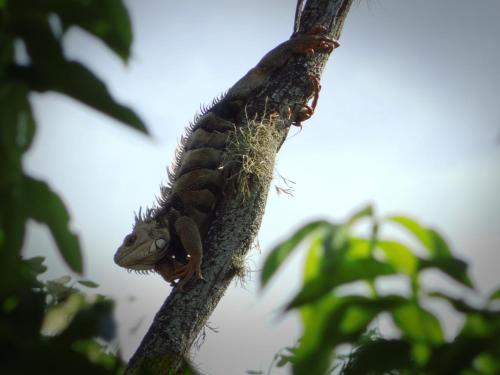 a lizard is sitting on a tree branch at Imca Hotel in Buga