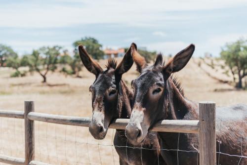 two horses are looking over a fence at Monte do Giestal - Casas de Campo & Spa in Abela