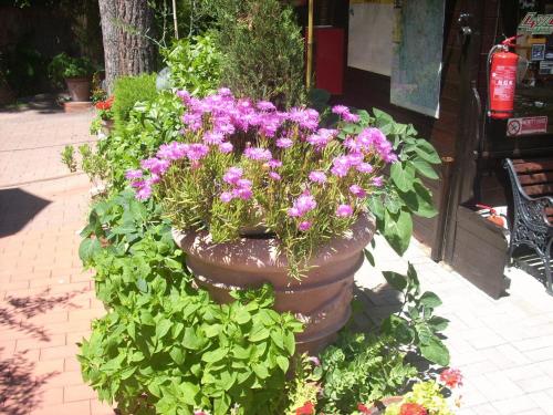 a large pot filled with purple flowers and green plants at Residence Al Lago in Castiglione del Lago