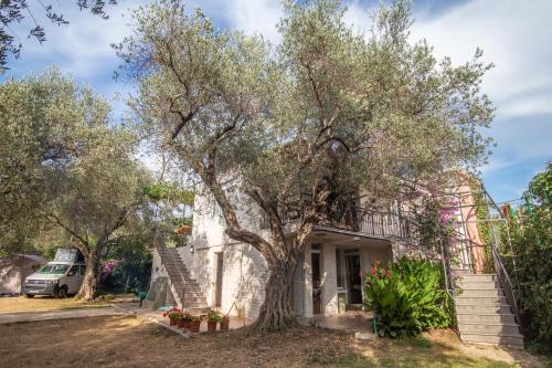 a large olive tree in front of a house at Apartments Oliva in Utjeha