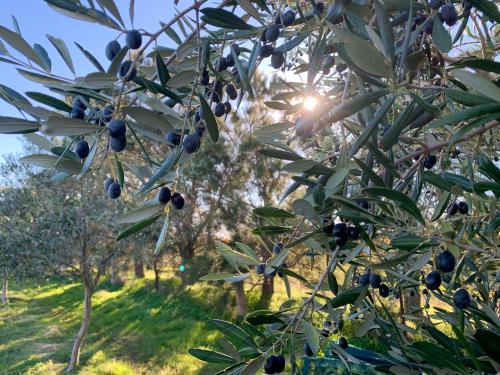 Κήπος έξω από το The Old Chaff Mill Organic Vineyard Retreat
