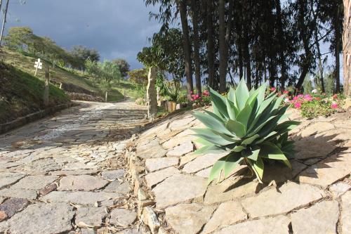 a plant sitting on a stone road at Bella Tierra Hotel Boutique in Tibasosa