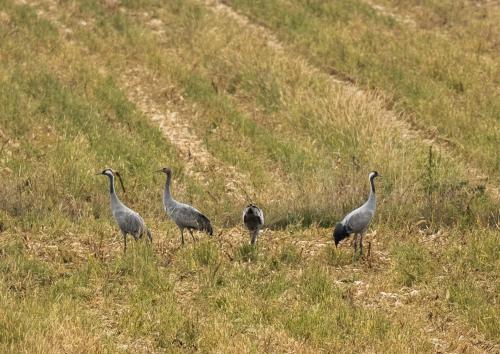 a group of birds standing in a grassy field at Chatrou in Châtelraould-Saint-Louvent