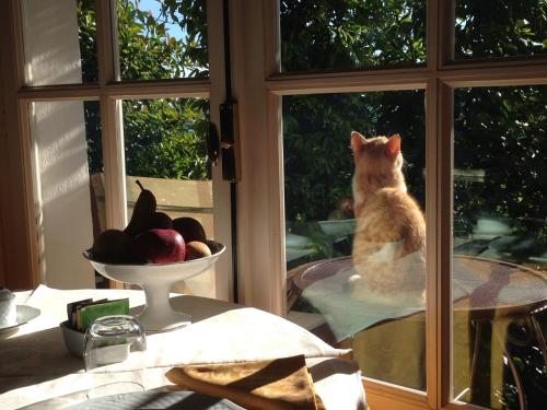 a cat sitting on a table looking out of a window at Villa Bricco dei Cogni in La Morra