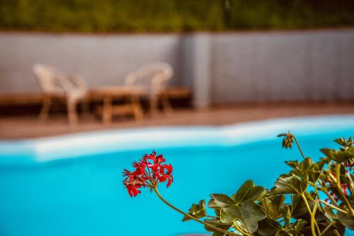 a red flower in front of a swimming pool at Villa Tanya in Trebbiantico