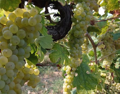 a bunch of white grapes hanging from a tree at Agriturismo Tenuta La Fratta in Bagni di Lucca