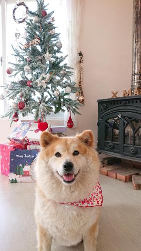 a dog standing in front of a christmas tree at Straybirds in Donghe