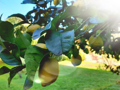 a close up of a lemon tree with leaves at Agriturismo Podere Bedin in San Felice Circeo