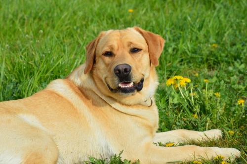 a large brown dog laying in the grass at Schnatterhof in Lambrechten