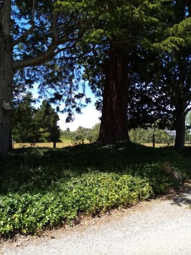 a group of trees in a field next to a road at Blue Stone in Timaru