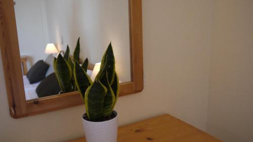 a plant sitting on a table in front of a mirror at Fani Hotel in Loutra Edipsou