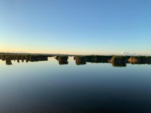 a reflection of trees in the water at Pension Peterhof in Mörbisch am See