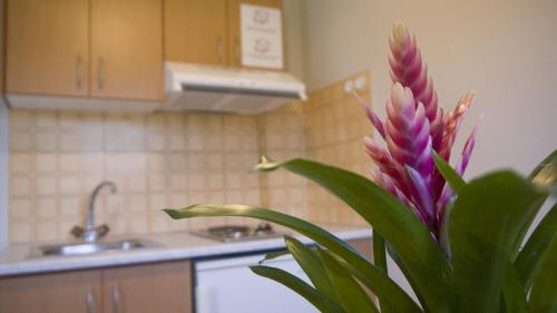 a purple flower in a kitchen with a sink at Fani Hotel in Loutra Edipsou