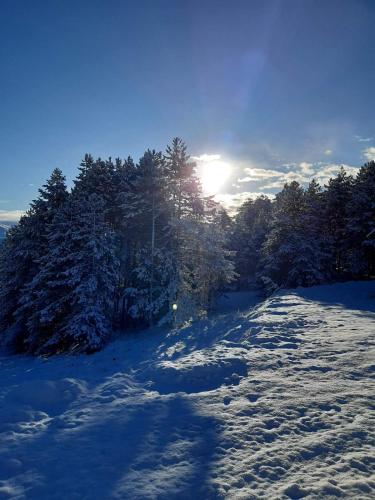 a snow covered path with trees and the sun in the background at Kod Gruja in Ribnica