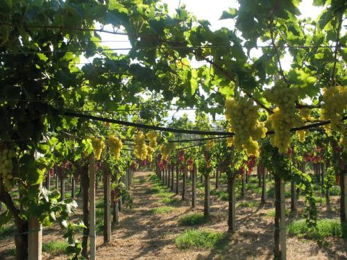 a row of grapes in a vineyard at Sa Perda Arrubia in Cardedu