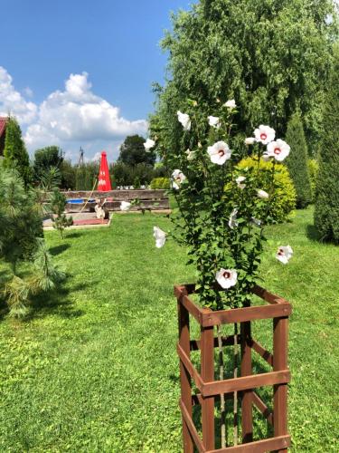 Zahrada ubytování Picnic Park